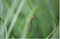 Lestes virens