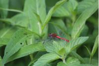 Sympetrum sanguineum
