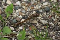 Sympetrum striolatum