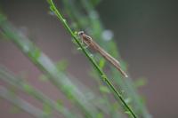 Sympecma fusca