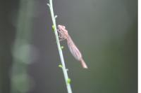 Sympecma fusca