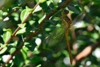 Sympetrum meridionale