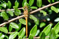 Sympetrum meridionale