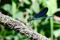 Calopteryx virgo