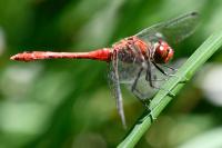 Sympetrum sanguineum