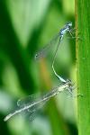 Ischnura elegans