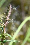 Chalcolestes viridis