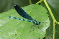 Calopteryx virgo