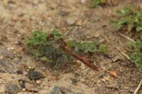 Sympetrum sanguineum