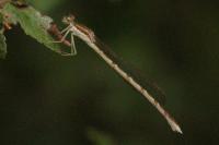 Sympecma fusca