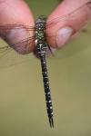 Aeshna mixta