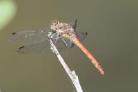 Sympetrum striolatum