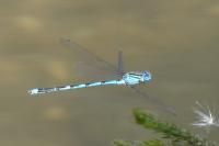 Erythromma lindenii