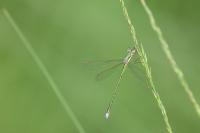 Lestes virens