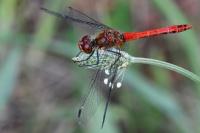 Sympetrum sanguineum