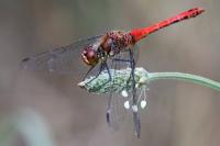 Sympetrum sanguineum