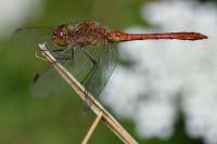Sympetrum meridionale