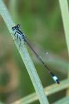 Ischnura elegans