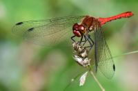 Sympetrum sanguineum