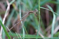 Lestes barbarus