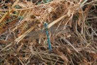 Anax imperator