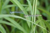 Platycnemis pennipes