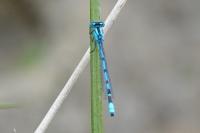 Enallagma cyathigerum