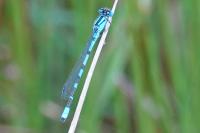 Enallagma cyathigerum