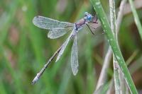Lestes dryas