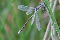 Lestes dryas