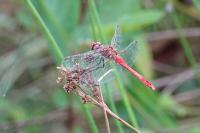 Sympetrum sanguineum