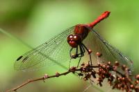 Sympetrum sanguineum