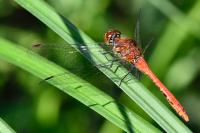 Sympetrum sanguineum