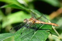 Sympetrum sanguineum