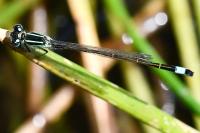 Ischnura elegans