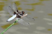 Libellula depressa