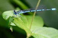 Coenagrion puella