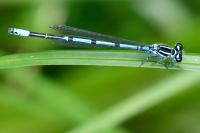 Coenagrion puella