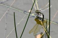 Anax imperator