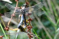 Orthetrum cancellatum