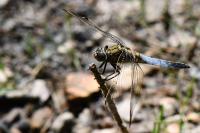 Orthetrum cancellatum