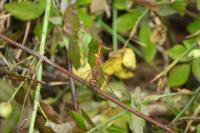 Sympetrum striolatum
