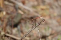 Sympetrum striolatum