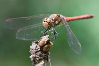 Sympetrum striolatum