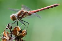 Sympetrum striolatum
