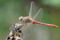 Sympetrum meridionale