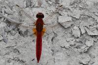 Crocothemis erythraea