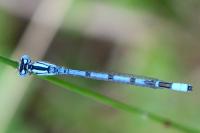 Enallagma cyathigerum