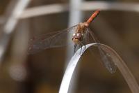 Sympetrum striolatum