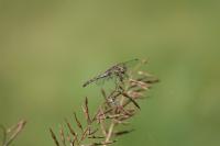 Sympetrum striolatum